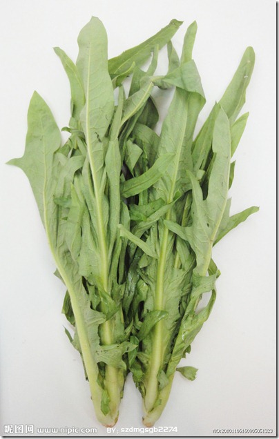09  苦味菜 - Bitter Veggie - Rabbit milkweed