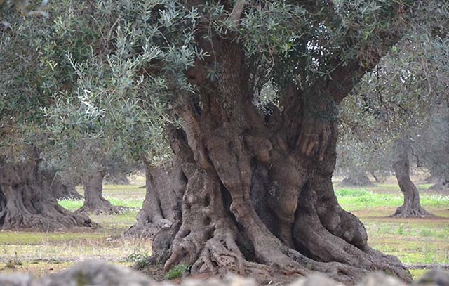 Ecologia liberale: Alberi Matusalemme da tutelare come monumenti: sono ...