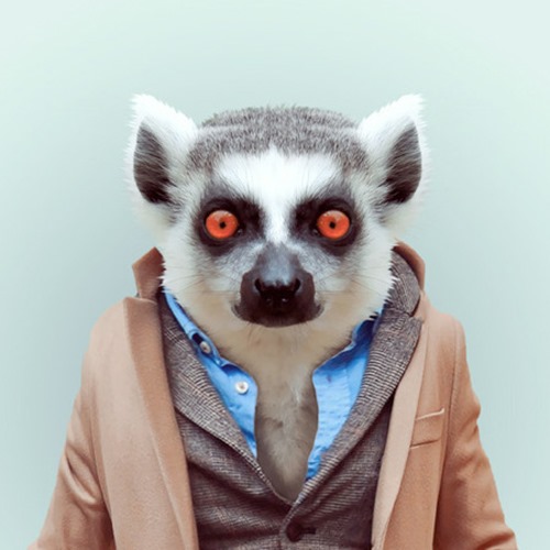 animais roupas humanas - lemur