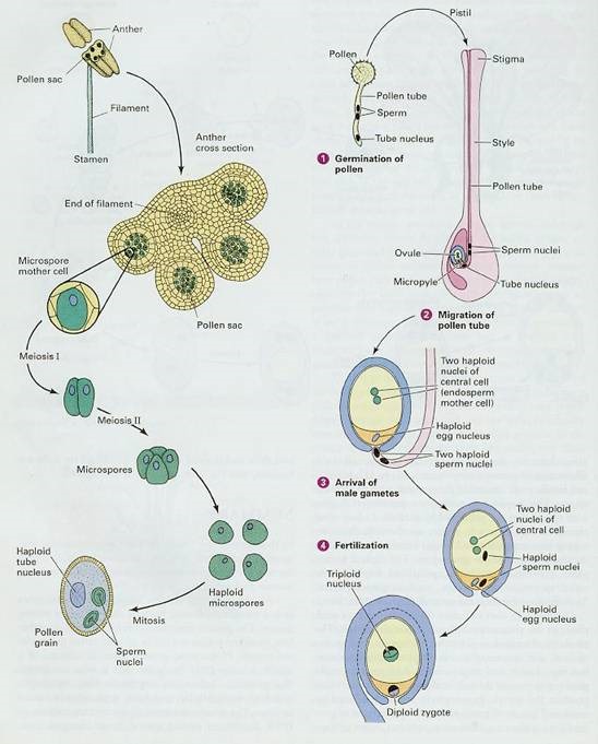 microsporogenesis and megasporogenesis