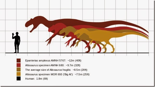 640px-Allosaurus_size_comparison.svg
