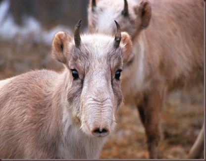 Amazing Animal Pictures The Saiga Antelope (3)