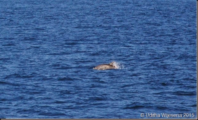 Dolphin Dolphin