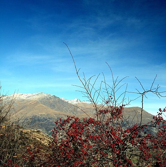 [Red%2520berries%2520snow%2520covered%2520mountains%2520New%2520Zealand%255B7%255D.jpg]