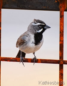 DSC_0066 black-throated sparrow-kab