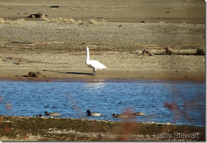 Tundra Swan