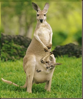 Amazing Animal Pictures Kangaroo (1)