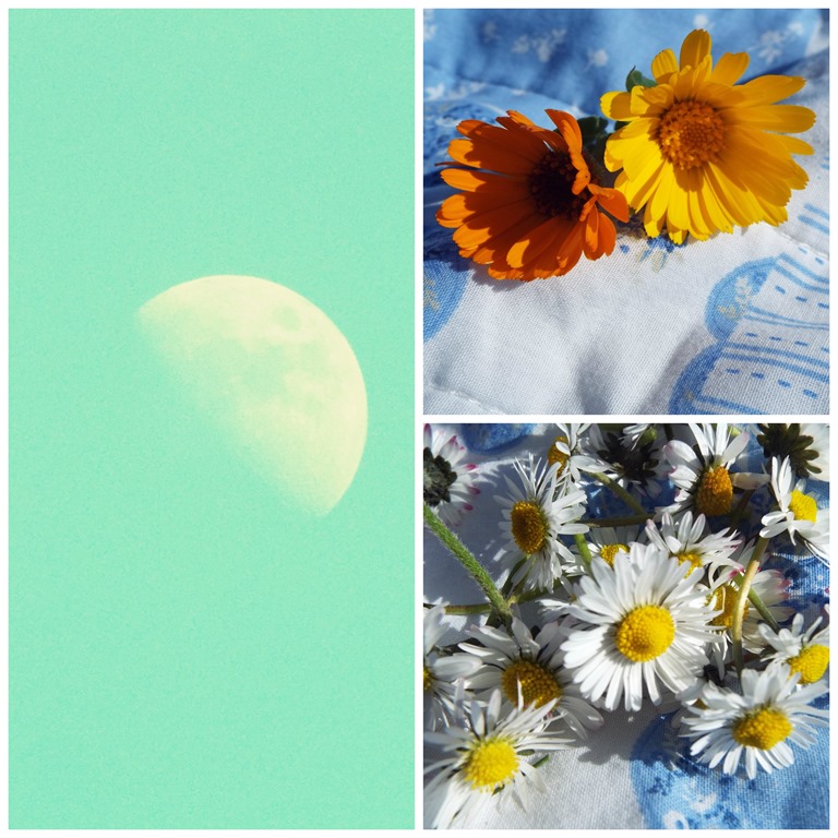 [day-time-moon-and-fresh-flowers2.jpg]