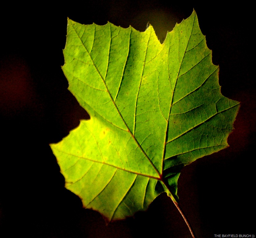 [DSC_4632%255B4%255D.jpg]