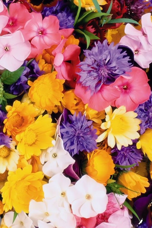 可愛い花のスマホ壁紙待ち受け4 女子にお勧め壁紙待ち受けまとめ