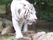 2004.08.25-060 tigre blanc
