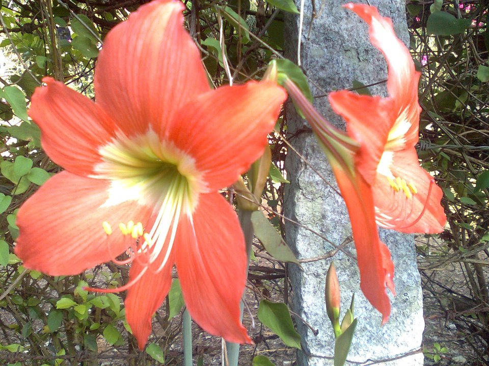 Barbados Lily or Amaryllis Lily