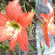 Barbados Lily or Amaryllis Lily
