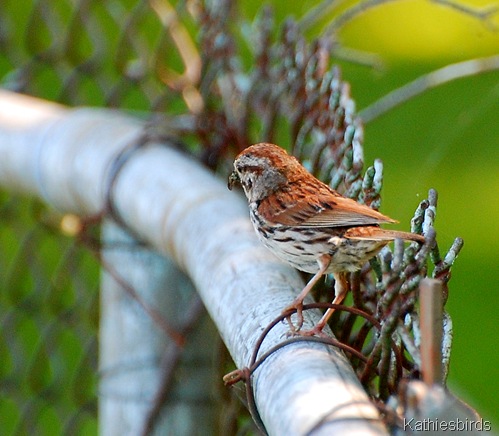 12. song sparrow-kab