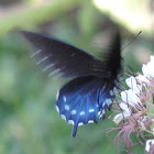 Pipevine Swallowtail Butterfly