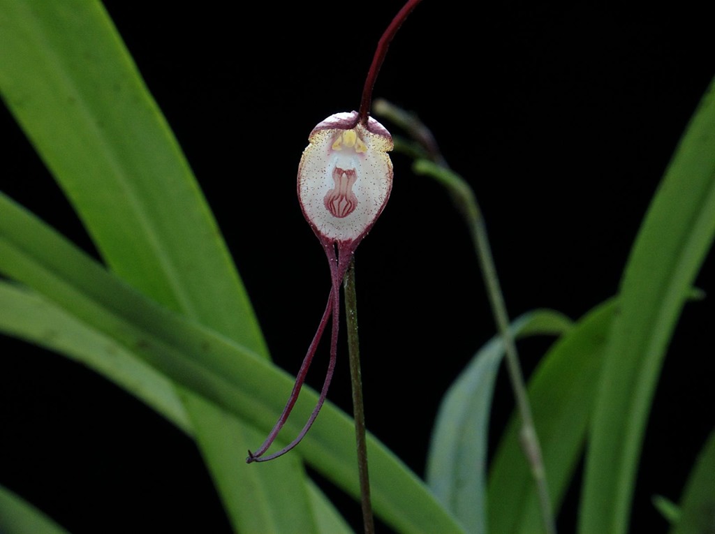 [DRACULA%2520PSYCHE%255B4%255D.jpg]