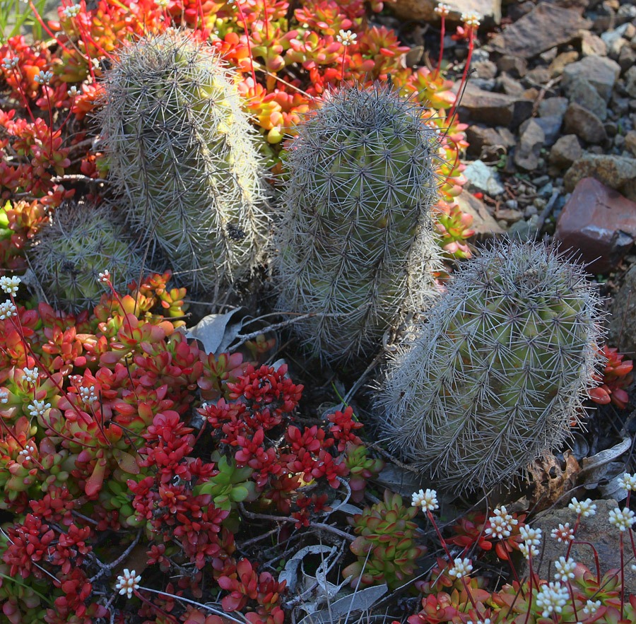 [120414_RBG_echinopsiscrassula4.jpg]