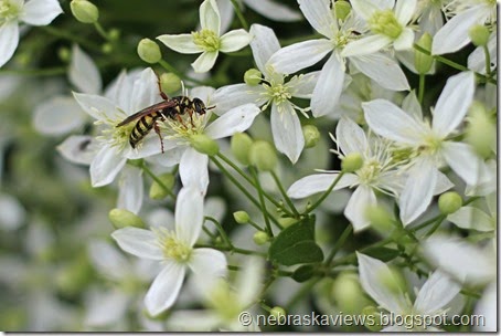 Wasp on fall blooming Clematis
