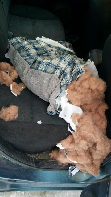 Pillow Fight (cell photo by Trisha)