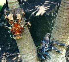 ปูมะพร้าว(Coconut  Crab)