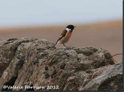58-stonechat-and-emperor