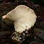 Hedgehog mushroom