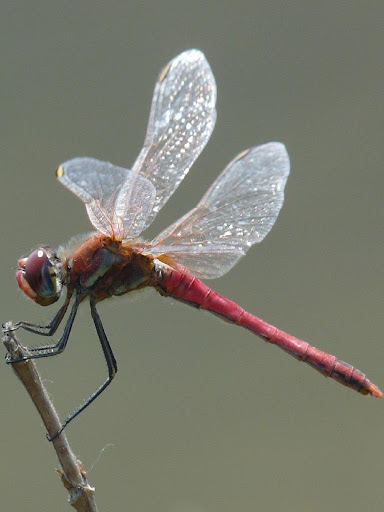 Ascw29769