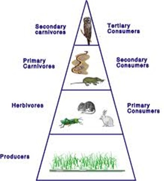 pyramid of numbers in grass land 