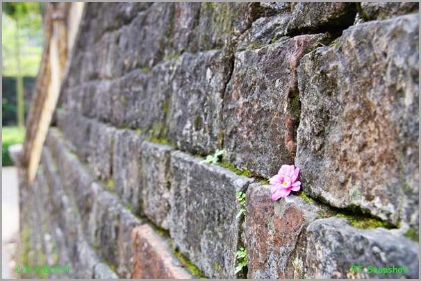 城墙的小花