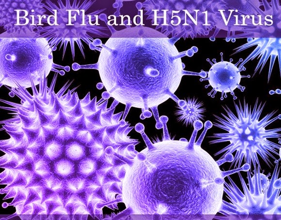 H5N1virus