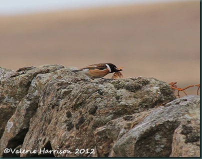 56-stonechat-and-emperor
