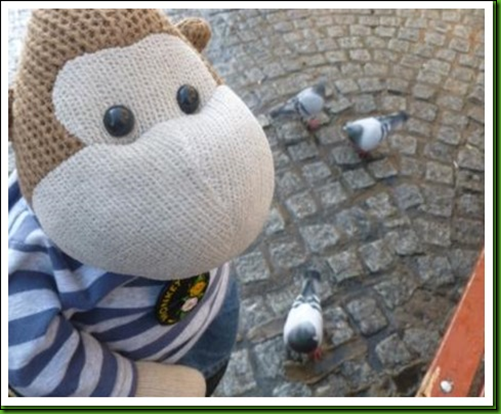 pigeons in shrewsbury 3