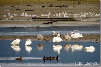 Gulls, Mallard, & Tundra Swans