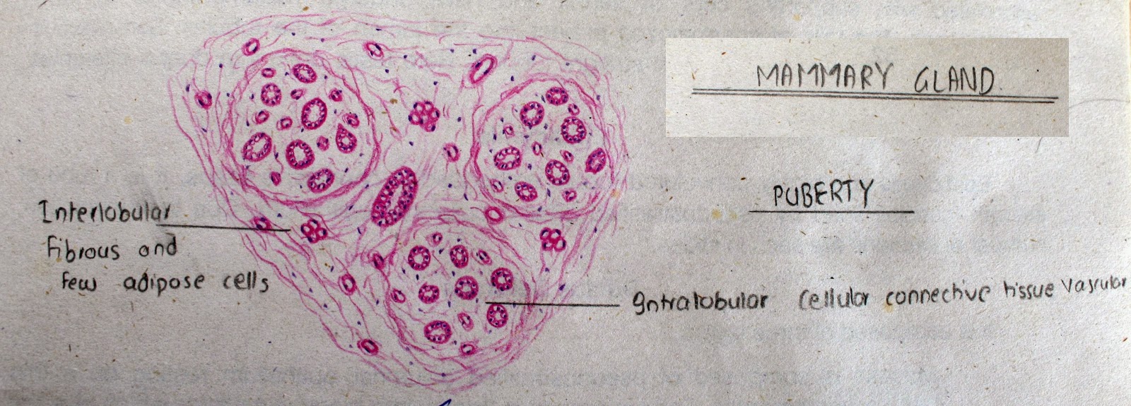 [Mammary%2520Gland%2520at%2520Puberty%2520high%2520resolution%2520histology%2520diagram%255B3%255D.jpg]
