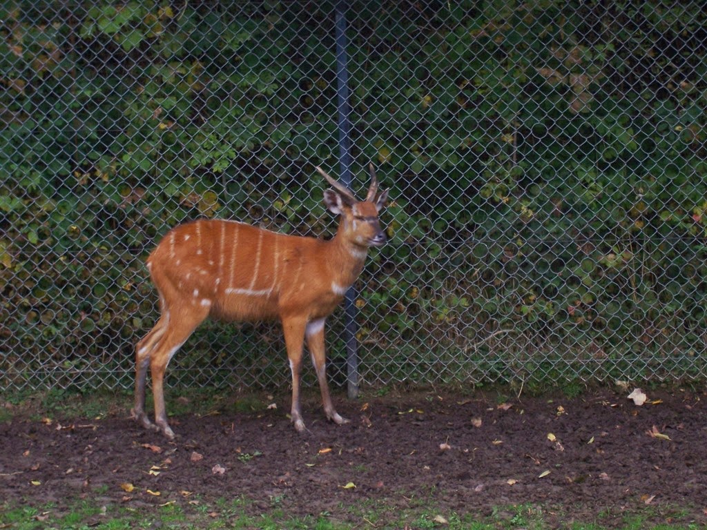 [2013.10.26-002%2520sitatunga%255B9%255D.jpg]