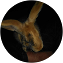 Image Google de galopin Le lapin