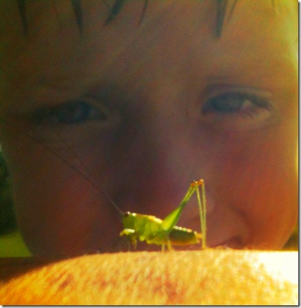 grasshopper baby