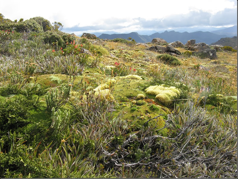 Cushions on summit with Loddon Range