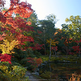依水園,紅葉(PK3_0545,F9,16mm,K-3)2014yaotomi_.jpg