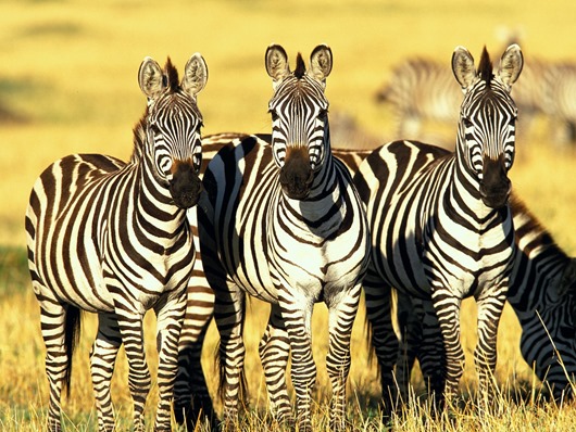 masai mara in kenya three zebras animals