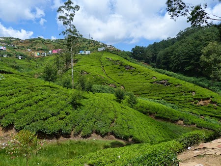 13. Plantatii de ceai - Sri Lanka.JPG