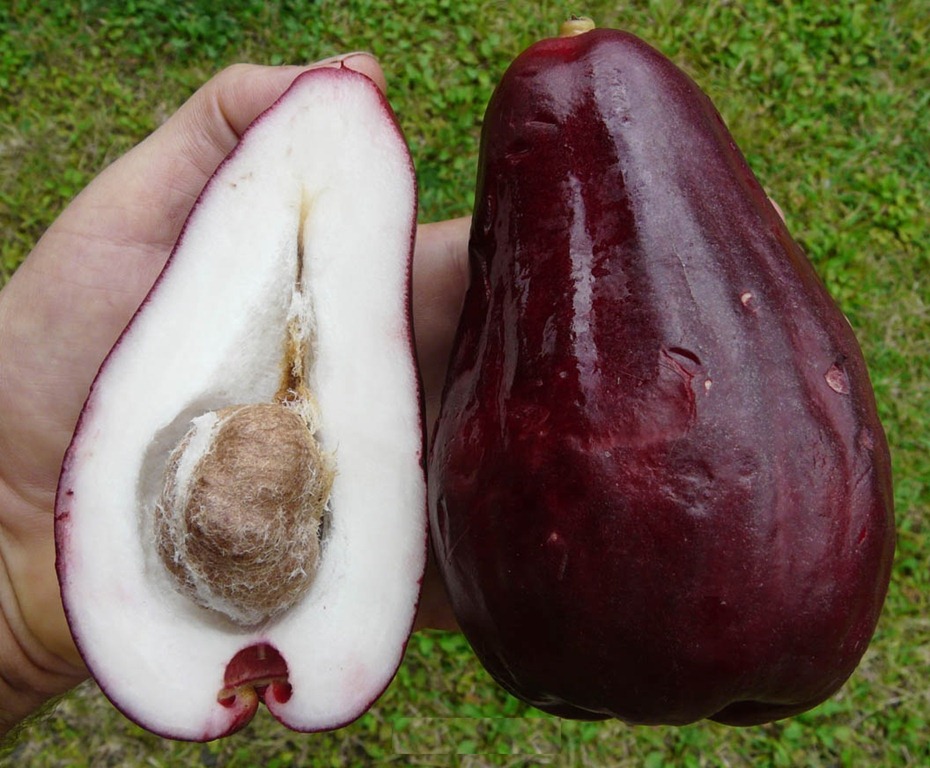 [Jambo%2520Vermelho%2520Elite%255B4%255D.jpg]