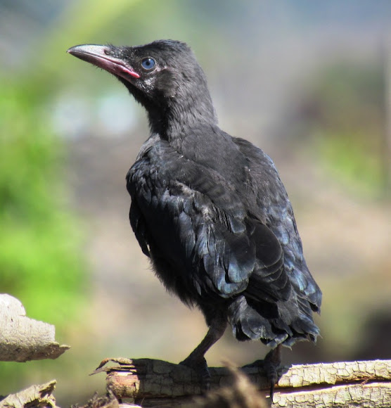 House Crow Juvenile Project Noah