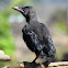 House Crow Juvenile