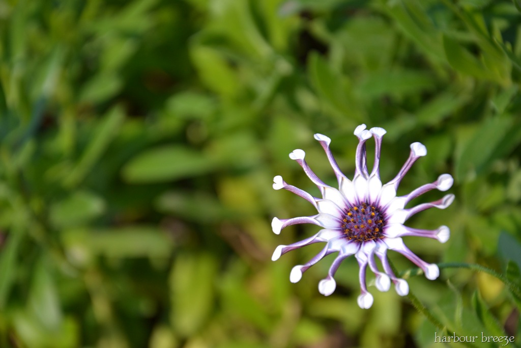 [Whirlajig%2520Daisy%255B7%255D.jpg]