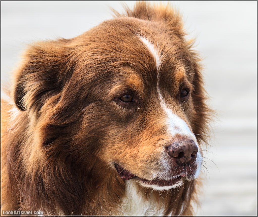 LookAtIsrael.com - Фото путешествия по Израилю | Портреты собак Тель Авива