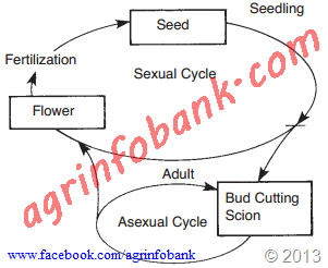 Plant Parts and Functions: Agriculture Information Bank