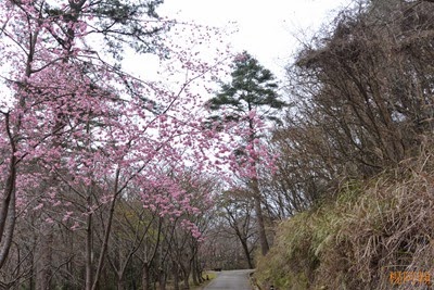 0221 071  - 武陵農場櫻花