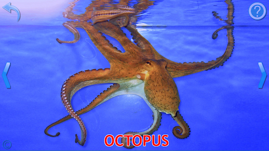   Kids Learn About Animals- screenshot thumbnail   