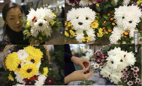 [perros%2520con%2520flores%2520%25282%2529%255B2%255D.jpg]